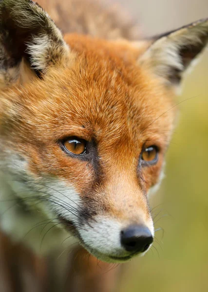 Retrato Uma Raposa Vermelha Vulpes Vulpes Verão — Fotografia de Stock