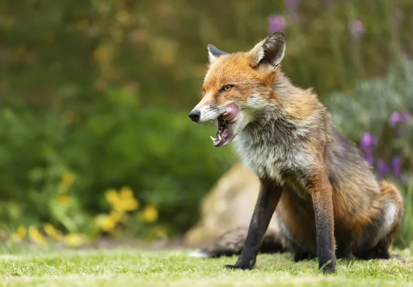 Червоний Лис Vulpes Vulpes Проти Барвистого Фону Навесні Велика Британія — стокове фото