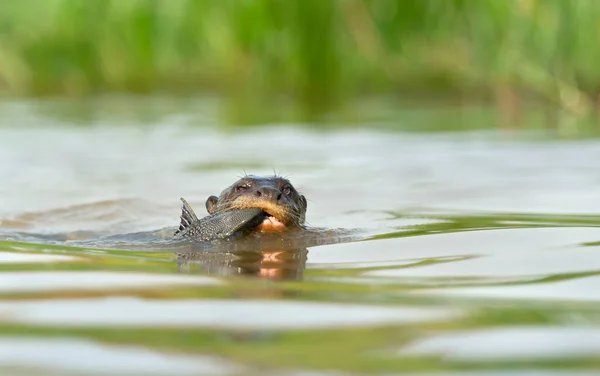 Κοντινό Πλάνο Ενός Giant River Otter Τρώγοντας Ένα Ψάρι Στο — Φωτογραφία Αρχείου