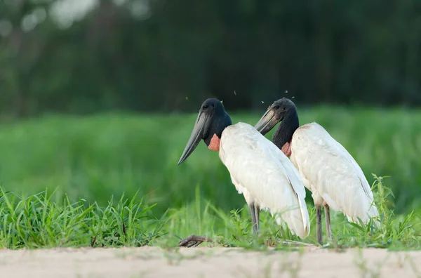 巴西南潘塔纳尔河畔有两只Jabiru鹤站在那里 — 图库照片