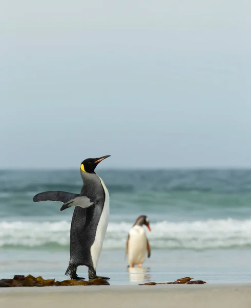 福克兰群岛沿海地区一只国王企鹅的近身 — 图库照片
