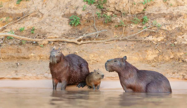 Capybaras Család Egy Folyóparton Dél Pantanal Brazília — Stock Fotó