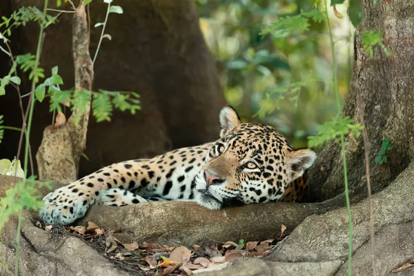 Närbild Jaguar Som Ligger Trädrötter Flodstrand Pantanal Brasilien — Stockfoto