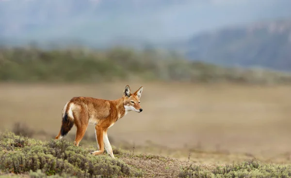 Close Rare Endangered Ethiopian Wolf Canis Simensis Highlands Bale Mountains — Stock Photo, Image