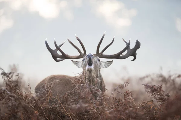 Close Veado Vermelho Berrando Durante Temporada Rutting Uma Manhã Enevoada — Fotografia de Stock