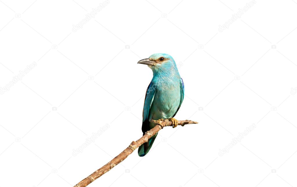 Perched European roller against white clear background.