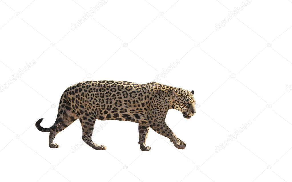 Jaguar walking on a clear white background.