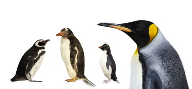 Close-up of a Magellanic, Gentoo, Rockhopper and King penguins on a clear white background.  clipart