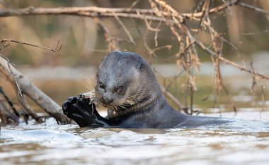 Kuzey Pantanal, Brezilya 'da nehirde balık yiyen dev bir su samurunun yakınına..