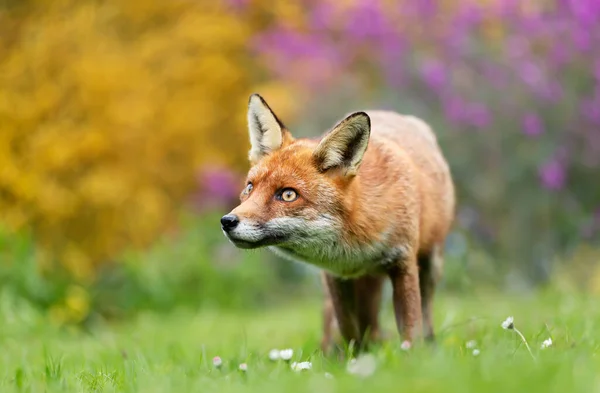Detailní Záběr Červené Lišky Vulpes Vulpes Barevné Pozadí Jaře Velká — Stock fotografie