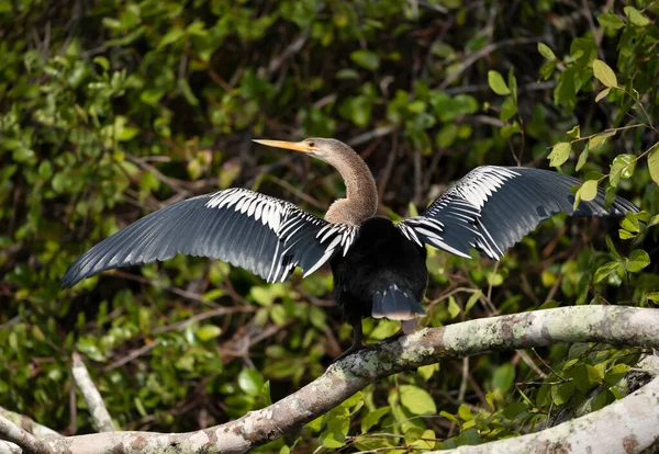 Anhinga Perched Falling Tree Wings Tail Spread Dry Pantanal Brazil — Stock Photo, Image