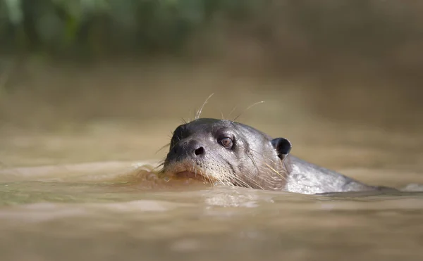 Close Giant River Otter River Pantanal Brazil — Stock Photo, Image