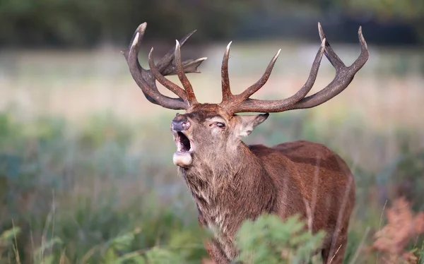 Retrato Veado Vermelho Chamando Durante Temporada Rutting Outono Reino Unido — Fotografia de Stock