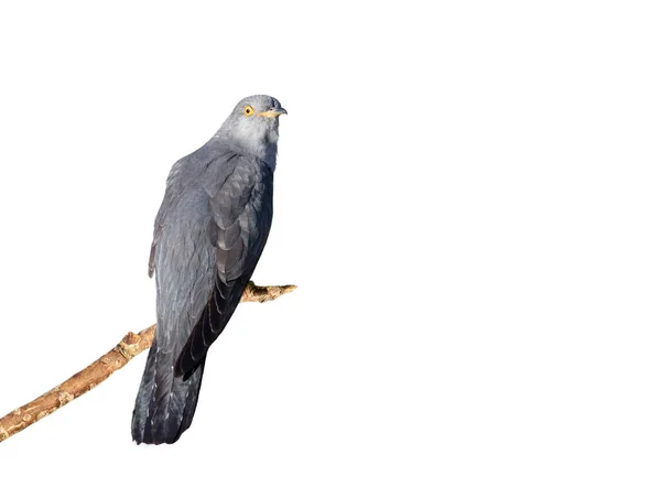 Common Cuckoo Sedí Větvi Proti Jasnému Bílému Pozadí — Stock fotografie