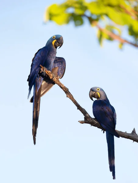 Close up of two Hyacinth macaw perched in a palm tree, South Pantanal, Brazil.