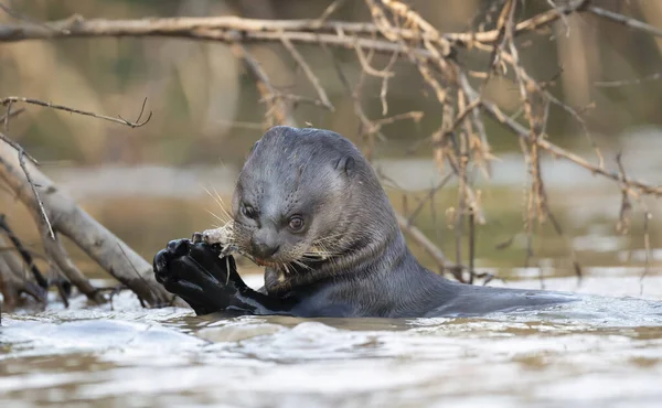 Primer Plano Una Nutria Gigante Comiendo Pez Río Pantanal Del — Foto de Stock