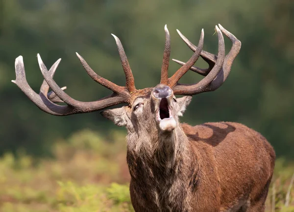 Portré Egy Vörös Szarvas Szarvas Legénybúcsú Során Rutting Szezonban Ősszel — Stock Fotó