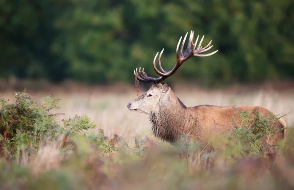 Portrait Red Deer Stag Bracken Antlers Rutting Season Autumn — Stock Photo, Image