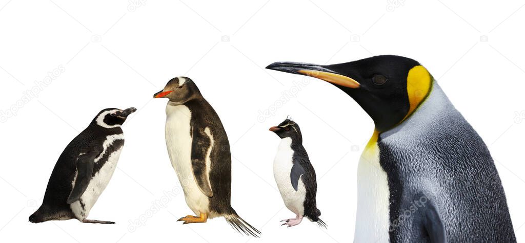 Close-up of a Magellanic, Gentoo, Rockhopper and King penguins on a clear white background. 