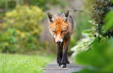Yazın bir kızıl tilkinin (Vulpes vulpes) kapanışı, Birleşik Krallık.