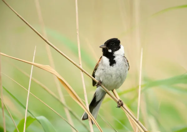 Common Reed Bunting Perched Reed Rainham Marshes Nature Reserve — Stock Photo, Image