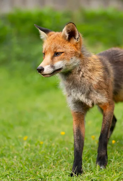 Close Uma Raposa Vermelha Vulpes Vulpes Verão Reino Unido — Fotografia de Stock