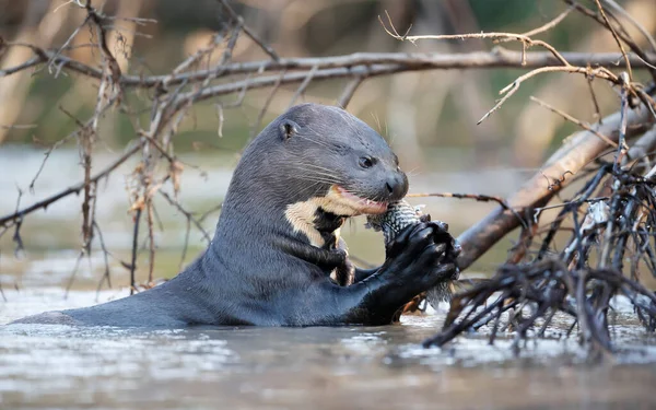 Close Giant Otter Eating Fish River North Pantanal Brasil — Fotografia de Stock