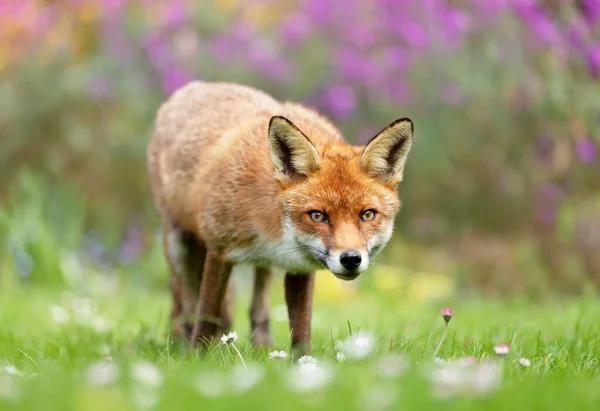 春にカラフルな背景を持つ赤いキツネ のクローズアップ イギリス — ストック写真