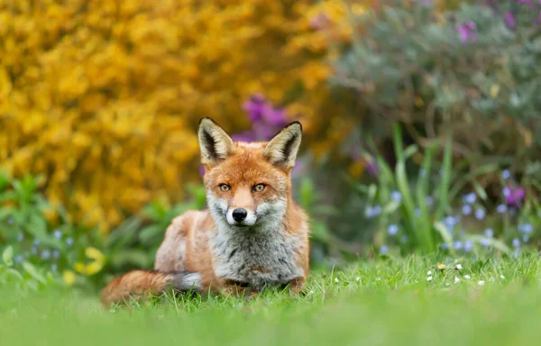 Närbild Röd Räv Vulpes Vulpes Ligger Ett Gräs Mot Färgstark — Stockfoto