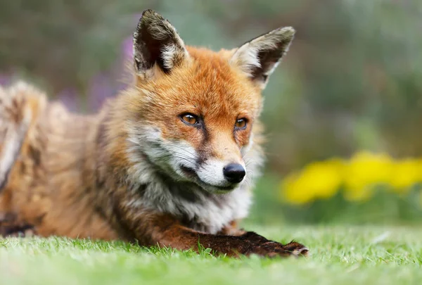 Close Red Fox Vulpes Vulpes Lying Meadow United Kingdom — Stock Photo, Image