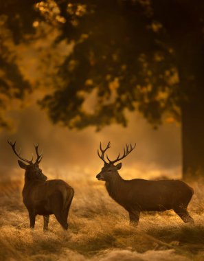 Kızıl geyik (Cervus elaphus) bir sonbahar sabahı İngiltere 'de geyik avlar..