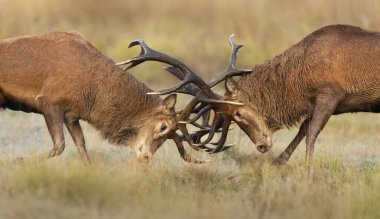 İngiltere 'de azgınlık mevsiminde Kızıl Geyik dövüşü.