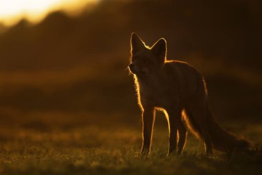 Gün batımında bir kızıl tilkinin (vulpes vulpes) kapanışı.