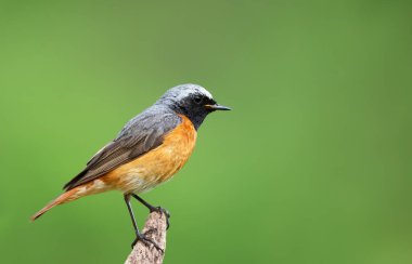 Birleşik Krallık 'ın yeşil arka planına karşı ahşap bir direğe tünemiş Yaygın Redstart' i kapatın.