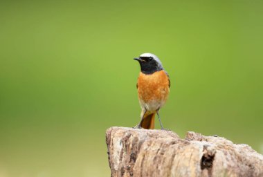 Birleşik Krallık 'ın yeşil arka planına karşı ahşap bir direğe tünemiş Yaygın Redstart' i kapatın.