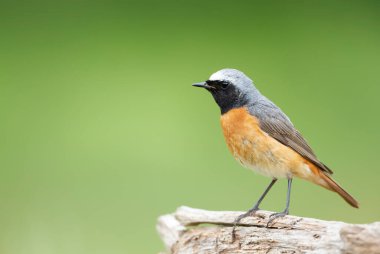 Birleşik Krallık 'ın yeşil arka planına karşı ahşap bir direğe tünemiş Yaygın Redstart' i kapatın.
