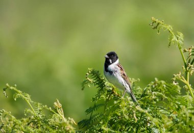 Birleşik Krallık, brakken üzerinde tünemiş ortak sazlık..