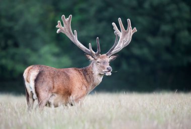Yazın İngiltere 'de büyük kadife boynuzlu kızıl geyik portresi.