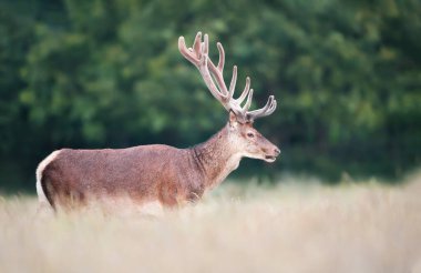 Yazın İngiltere 'de kadife boynuzlu kırmızı geyik geyiğine yaklaş..