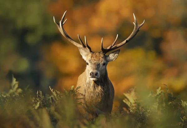 Portret Van Een Hertenhert Tijdens Het Bronstseizoen Herfst — Stockfoto