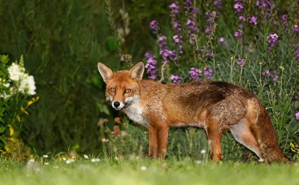 Nahaufnahme Eines Rotfuchses Vulpes Vulpes Sommer Großbritannien — Stockfoto