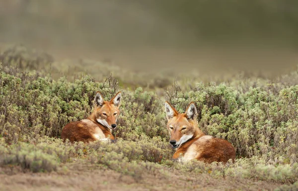 Close Two Rare Endangered Ethiopian Wolves Canis Simensis Lying Grass — Stock Photo, Image