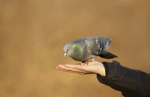 Nahaufnahme Einer Wildtaube Die Sich Von Einer Hand Ernährt Großbritannien — Stockfoto