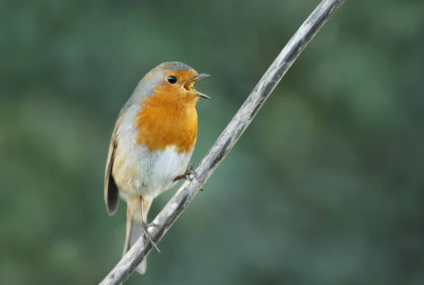 Close European Robin Erithacus Rubecula Call Zjednoczone Królestwo — Zdjęcie stockowe