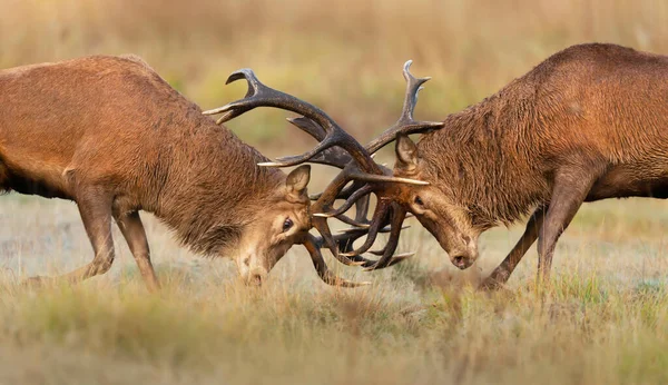 Närbild Röda Rådjur Slåss Ruttnande Säsong Storbritannien — Stockfoto