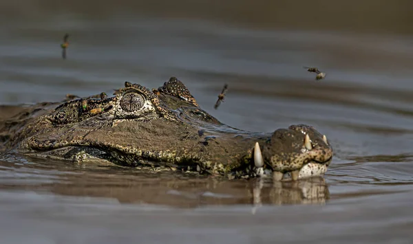 巴西南潘塔那尔河中一名Yacare Caiman Caiman Yacare 的特写镜头 — 图库照片