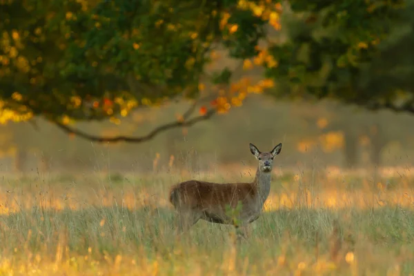 Red Deer Achterhand Bij Zonsopgang Zomer Verenigd Koninkrijk — Stockfoto