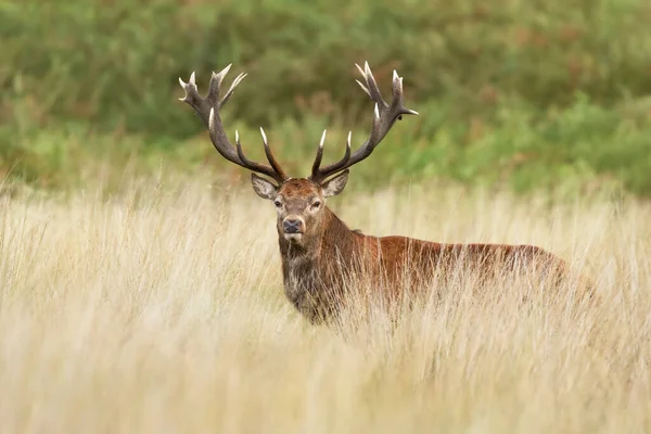 Retrato Veado Vermelho Durante Época Rutting Outono Reino Unido — Fotografia de Stock