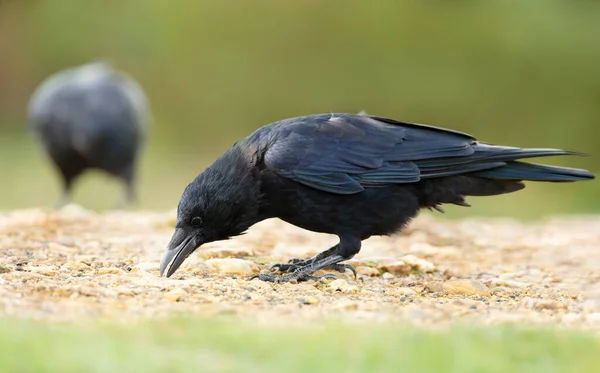 Close Carrion Crow Eating Reino Unido — Fotografia de Stock