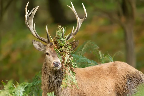 Retrato Veado Vermelho Com Suporte Chifres Durante Época Rutting Outono — Fotografia de Stock